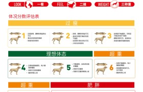 宠物体重管理：以科学预防维护宠物健康